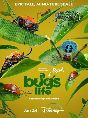 Xem phim A Real Bug's Life - A Real Bug's Life 2024 Full HD Vietsub